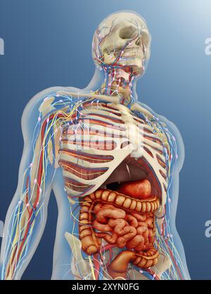 Transparenter menschlicher Körper mit inneren Organen, Nervensystem, Lymphsystem und Kreislaufsystem Stockfoto