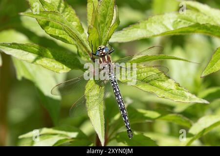 Hairy Libelle oder Hairy Hawker oder Spring Hawker männlich - Brachytron pratense Stockfoto