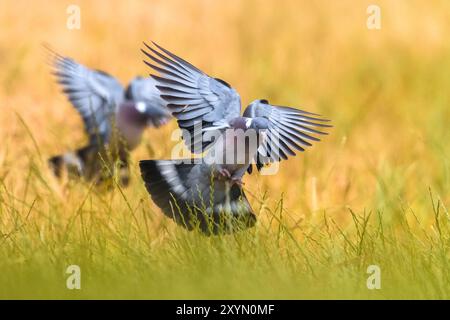 Holztaube, gewöhnliche Holztaube (Columba palumbus), zwei gewöhnliche Holztauben, die auf Gras landen, Italien, Toskana Stockfoto