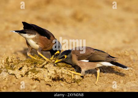 Gewöhnliche Mynah (Acridotheres tristis), auf der Suche nach Nahrung, Oman, Sohar Stockfoto