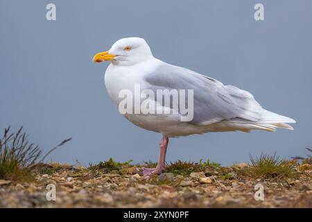 Isländische Glaukmöwe (Larus hyperboreus leuceretes, Larus leuceretes), thront an der isländischen Küste, Island, Vesturland, Grundarfjoerður Stockfoto