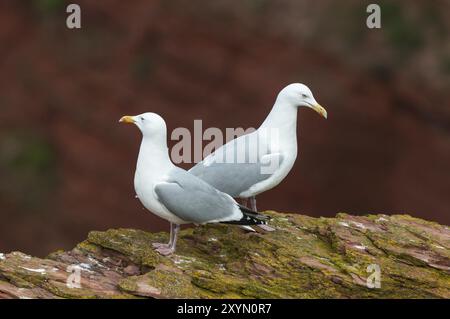 Ein Paar Heringsmöwen, die auf einer Klippe auf der Insel Helgoland sitzen Stockfoto