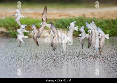 Weißflügelseeschwalbe (Chlidonias leucopterus), Gruppe im Flug über Wasser, Oman, Sohar Stockfoto