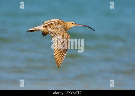 westlicher Brach (Numenius arquata), im Flug über das Meer, Oman, Al Qurm Stockfoto