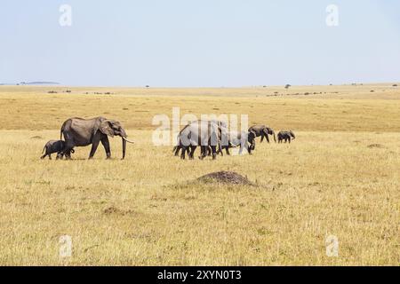 Herde afrikanischer Elefanten (Loxodonta africana), die auf einer Savanne mit trockenem Gras in Afrika mit Blick auf den Horizont laufen, Maasai Mara National Reserve, Keny Stockfoto