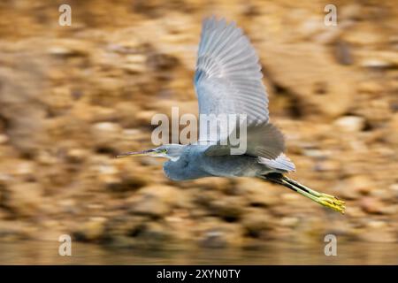 westlicher Riffreiher (Egretta gularis), dunkler Morph im Flug, Oman, Al Qurm Stockfoto