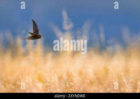 Eurasian SWIFT (Apus apus), im Flug über Getreidefeld, Italien, Toskana Stockfoto