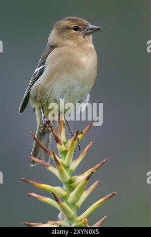 Azoren-Kaffinch (Fringilla coelebs moreletti, Fringilla moreletti), Weibchen auf einer Pflanze, Azoren, Flores, Ponta Delgada Stockfoto