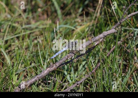 Skimmer oder Heathland Skimmer Dragonfly Erwachsene männlich - Orthetrum coerulescens Stockfoto