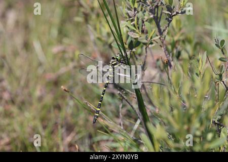 Goldene Libelle männlich - Cordulegaster boltonii Stockfoto