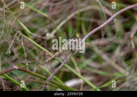 Skimmer oder Heathland Skimmer Dragonfly reife Weibchen - Orthetrum coerulescens Stockfoto