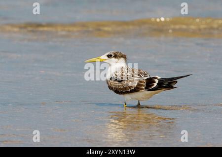 Seeschwalben (Thalasseus bergii, Sterna bergii), Jungtiere am Strand im Wasser, Oman, Al Qurm Stockfoto