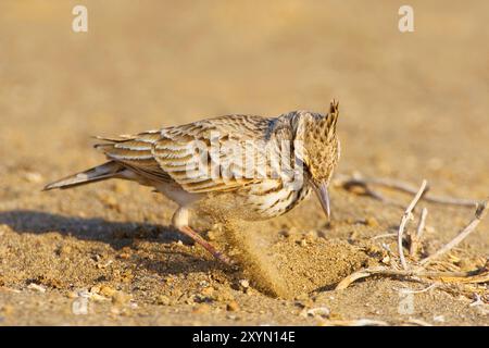 Haubenlarke (Galerida cristata), auf der Suche nach Essen, Oman, Al Batinah Stockfoto