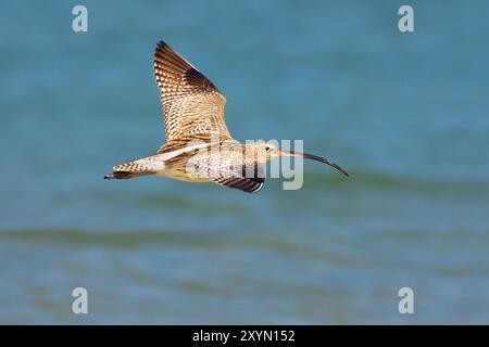 westlicher Brach (Numenius arquata), im Flug über das Meer, Oman, Al Qurm Stockfoto