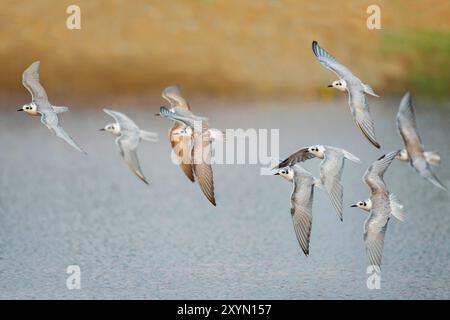 Weißflügelseeschwalbe (Chlidonias leucopterus), Gruppe im Flug über Wasser, Oman, Sohar Stockfoto