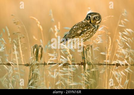 Kleine Eule (Athene noctua), die auf einem alten Zaunpfosten auf Gras steht, Italien, Toskana Stockfoto