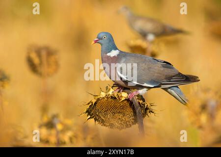 Holztaube, gewöhnliche Holztaube (Columba palumbus), auf einer verblassten Sonnenblume, Seitenansicht, Italien, Toskana, Piana di Sesto Fiorentino, Sexten Fiorent Stockfoto