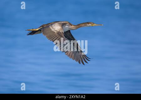 Mittelmeer-Shag (Phalacrocorax aristotelis desmarestii, Phalacrocorax desmarestii), unreifer Mittelmeerschaf, der über das Meer fliegt, Italien, Toskana Stockfoto