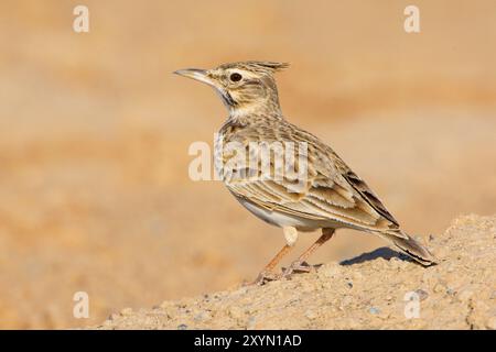 Auf dem Boden sitzende Lerche (Galerida cristata), Oman, Al Batinah Stockfoto