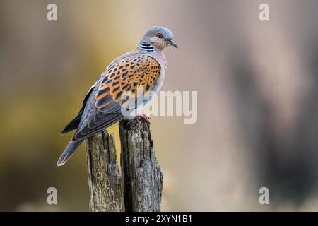 Schildkrötentaube, europäische Schildkrötentaube (Streptopelia turtur), auf einem alten Zaunpfosten, Seitenansicht, Italien, Toskana, Piana fiorentina; Stagno dei Cav, Stockfoto