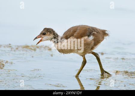 Moorhen (Gallinula chloropus), die Jungvögel beim Wandern im flachen Wasser nennen, Seitenansicht, Italien, Toskana, Peretola-See, Florenz Stockfoto