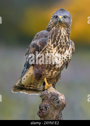 Eurasischer Bussard, gemeiner Bussard (Buteo buteo), auf einem Aussichtspunkt, Vorderansicht, Italien, Toskana Stockfoto