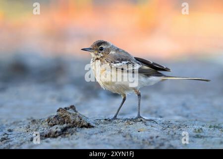 Aschschwanz, Gelbbbachtel (Motacilla flava cinereocapilla), unreifer Vogel auf dem Boden, Seitenansicht, Italien, Toskana, Stagni della Pi Stockfoto