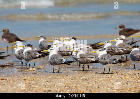 Seeschwalben (Thalasseus bergii, Sterna bergii), Gruppe am Strand, Oman, Al Qurm Stockfoto