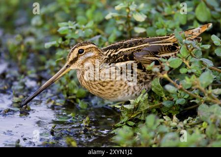 Der gewöhnliche Snipe (Gallinago gallinago), sitzt am Wasserrand, Oman, Sohar Stockfoto