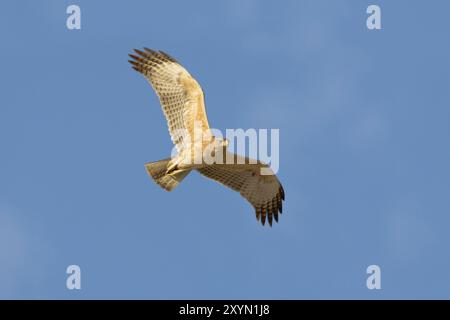 Bonellis-Adler, Bonellis-Adler (Hieraaetus fasciatus, Aquila fasciata), unreif im Flug, Oman, Sohar Stockfoto