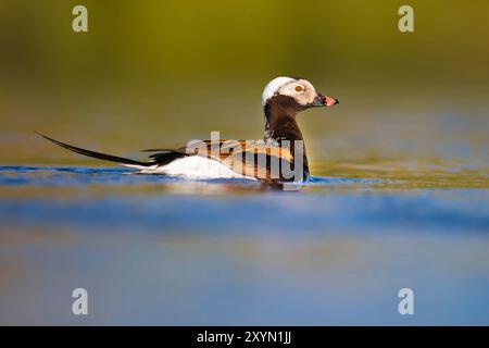 Langschwanzente (Clangula hyemalis), drake schwimmt auf einem See, Island, Nordurland, Myvatn Stockfoto