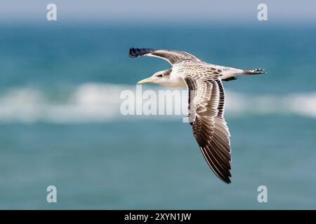 Seeschwalben (Thalasseus bergii, Sterna bergii), Jungfliegen am Strand, Oman, Al Qurm Stockfoto