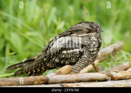 Europäischer Nachtschrank (Caprimulgus europaeus), sitzend auf einem Zweig, schlafend, Italien Stockfoto