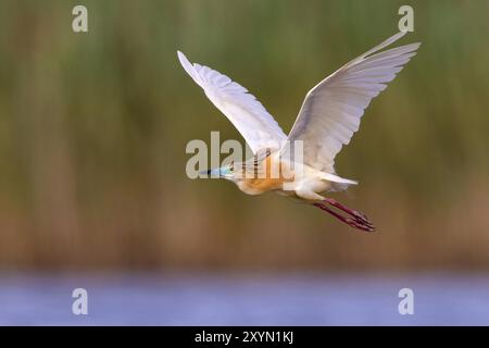 Squacco Reiher (Ardeola ralloides), fliegt über einen See, Italien, Toskana Stockfoto