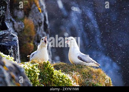 Audubons Gratler, nördlicher Fulmar, arktischer Fulmar (Fulmarus glazialis audubonii, Fulmarus audubonii), liegen in ihrem Brutkolo auf der Klippe Stockfoto