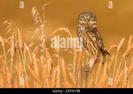 Kleine Eule (Athene noctua), die auf einem alten Holzpfosten in einem Getreidefeld sitzt, Italien, Toskana Stockfoto