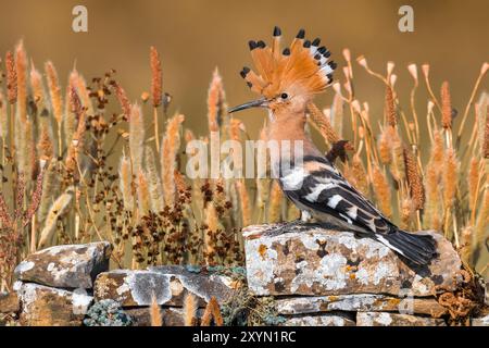 Wiedehopf, eurasischer Wiedehopf (Upupa epops), auf einer Natursteinmauer, Seitenansicht, Italien, Toskana, Piana fiorentina, Florenz Stockfoto