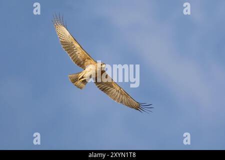 Bonellis-Adler, Bonellis-Adler (Hieraaetus fasciatus, Aquila fasciata), unreif im Flug, Oman, Sohar Stockfoto