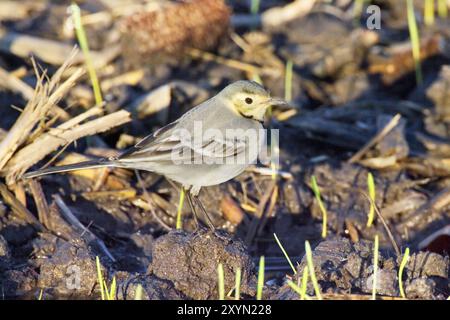 Bachtail, weißer Bachtail (Motacilla alba), unreifer Vogel, der auf einem geernteten Morgen im Wintergefieder thront, Seitenansicht, Italien, Toskana Stockfoto