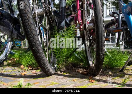 Acker-Schachtelhalm (Equisetum arvense), als Unkraut auf einem Fahrradparkplatz, Niederlande, Südholland, Delft Stockfoto