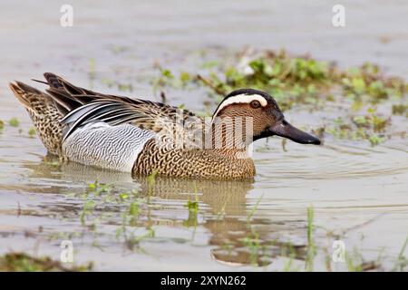 Garganey (Spatula querquedula, Anas querquedula), schwimmender Mann, Italien Stockfoto