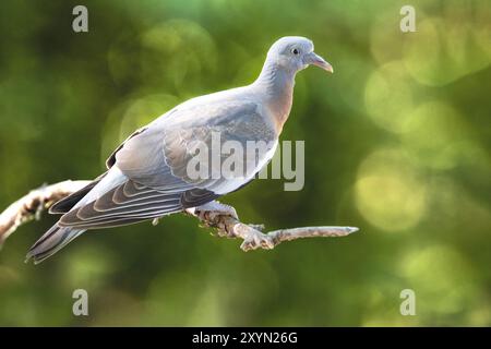 Holztaube (Columba palumbus), Jungtaube auf einem Zweig, Italien, Toskana, Piana fiorentina; Stagno della Q Stockfoto