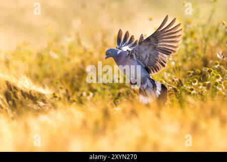 Holztaube (Columba palumbus), Landung in einem Getreidefeld, Italien, Toskana, Colli Alti Stockfoto