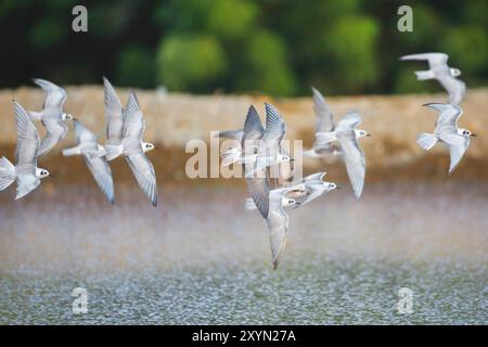 Weißflügelseeschwalbe (Chlidonias leucopterus), Gruppe im Flug über Wasser, Oman, Sohar Stockfoto