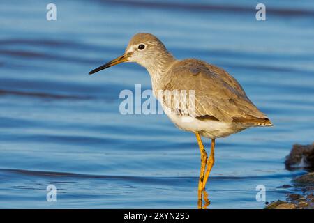 Rotschinken (Tringa totanus), Jungtiere im Flachwasser, Oman, Al Batinah Stockfoto