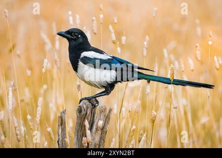 Schwarzschnabelelelster, eurasische Elster, gemeine Elster (Pica pica), auf einem alten hölzernen osten auf Gras, Seitenansicht, Italien, Toskana, Colli Alti, Firenz Stockfoto