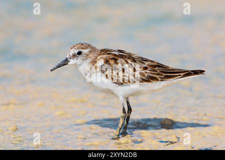 Kleiner Stint (Calidris minuta), im Schlamm stehend, Oman, Muscat Stockfoto
