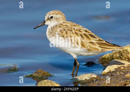 Kleiner Stint (Calidris minuta), Jugendlicher am Ufer, Oman, Al Batinah Stockfoto