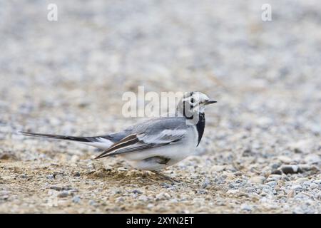 Maskierter Bachtail, maskierter weißer Bachtail (Motacilla personata, Motacilla alba personata), sitzend auf dem Boden, Oman, Sohar Stockfoto