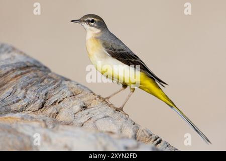 Graue Bachstelze (Motacilla cinerea), hoch auf Felsen, Italien, Toskana Stockfoto